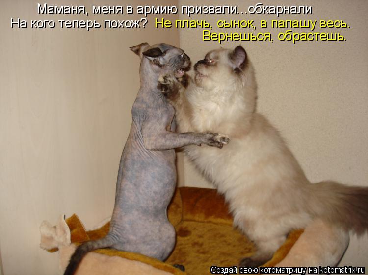 Котоматрица: Маманя, меня в армию призвали...обкарнали На кого теперь похож? Не плачь, сынок, в папашу весь. Вернешься, обрастешь.