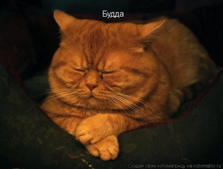 Котоматрица: Будда