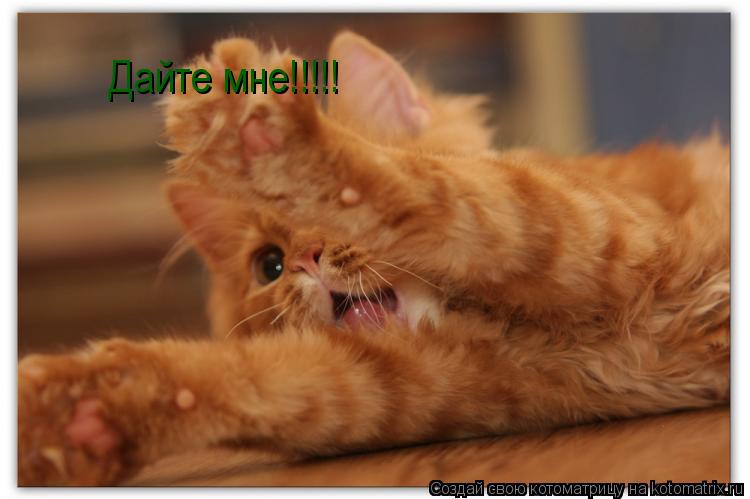 Дайте мне!!!!!... Котоматрица: Дайте мне!!!!!