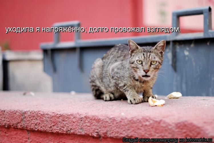 Котоматрица: уходила я напряжённо; долго провожал взглядом.
