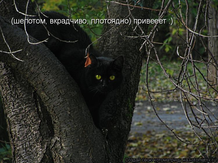 Котоматрица: (шепотом, вкрадчиво, плотоядно) привееет :)