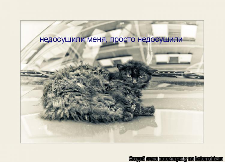 недосушили меня, просто недосушили... Котоматрица: недосушили меня, просто недосушили