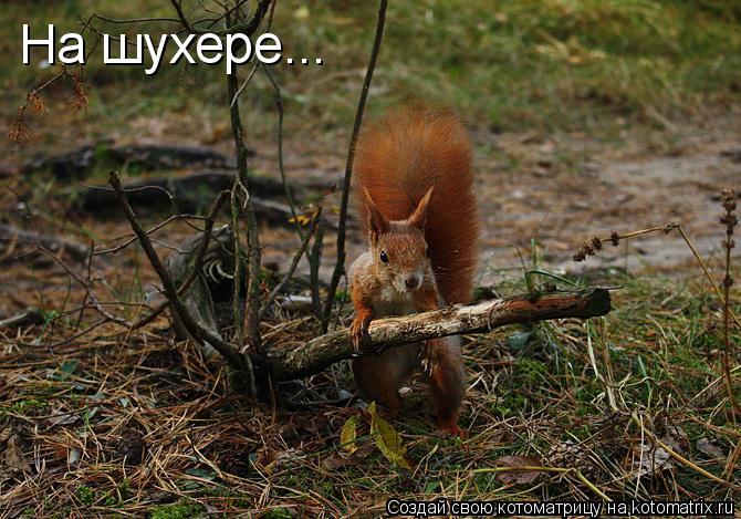 Котоматрица: На шухере...