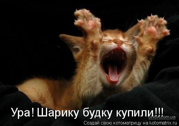 Ура! Шарику будку купили!!!... Котоматрица: Ура! Шарику будку купили!!!