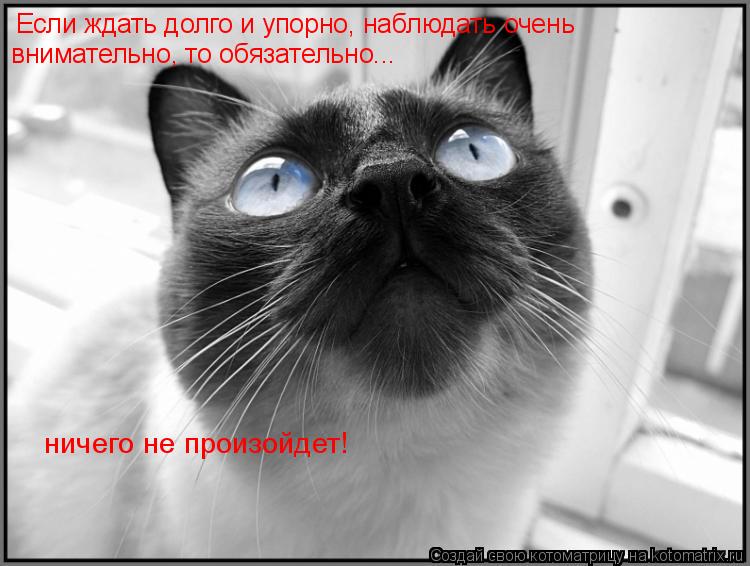 Котоматрица: Если ждать долго и упорно, наблюдать очень внимательно, то обязательно... ничего не произойдет!