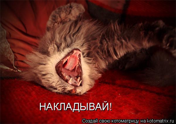 Котоматрица: НАКЛАДЫВАЙ!