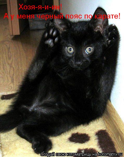Хозя-я-и-ин! А у меня черный пояс по карате!... Котоматрица: Хозя-я-и-ин! А у меня черный пояс по карате!