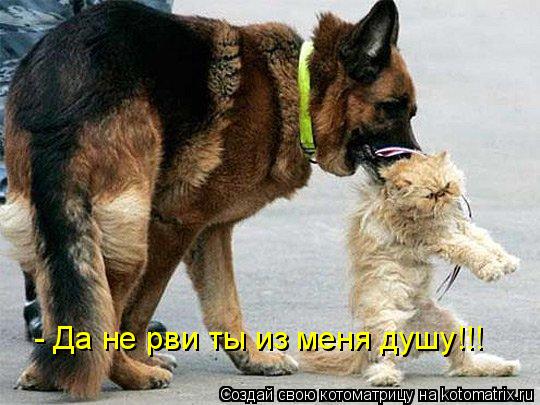- Да не рви ты из меня душу!!!... Котоматрица: - Да не рви ты из меня душу!!!