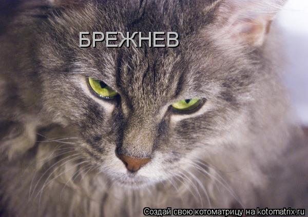 Котоматрица: БРЕЖНЕВ