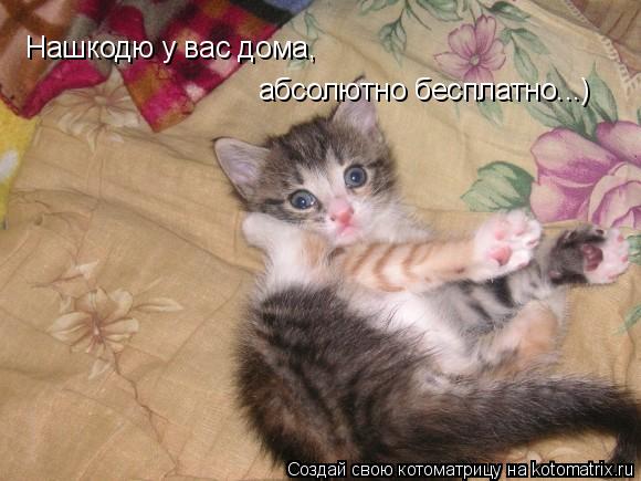 Котоматрица: Нашкодю у вас дома, абсолютно бесплатно...)