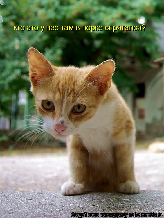 Котоматрица: кто это у нас там в норке спрятался?