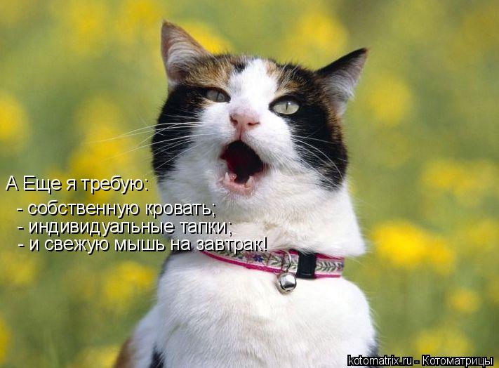 А Еще я требую: - собственную кровать; - индивидуальные тапки; - и свежую мышь на завтрак!... Котоматрица: А Еще я требую: - собственную кровать; - индивидуальные тапки; - и свежую мышь на завтрак!