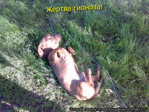 Котоматрица: Жертва гипноза!