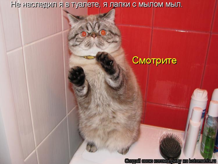 Не наследил я в туалете, я лапки с мылом мыл. Смотрите... Котоматрица: Не наследил я в туалете, я лапки с мылом мыл. Смотрите