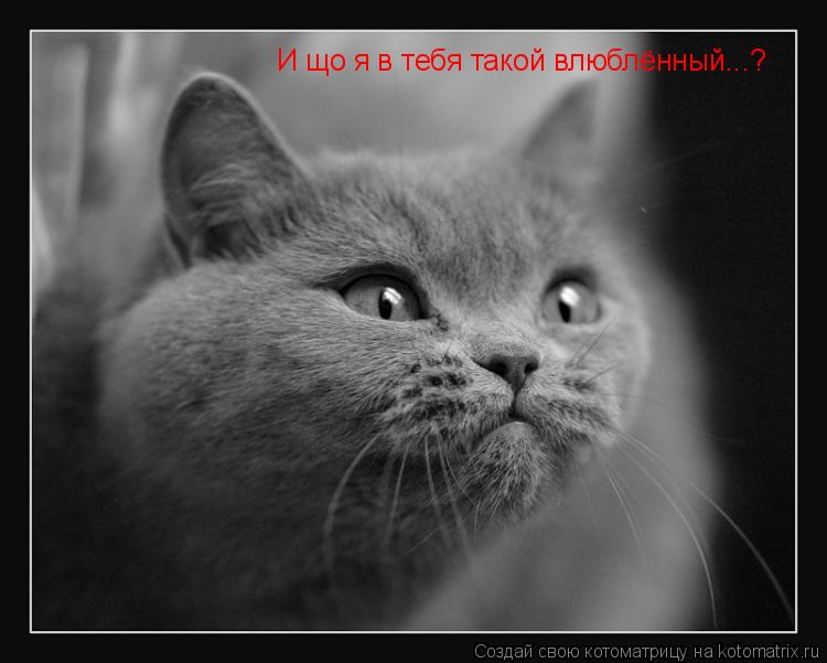 Котоматрица: И що я в тебя такой влюблённый...?
