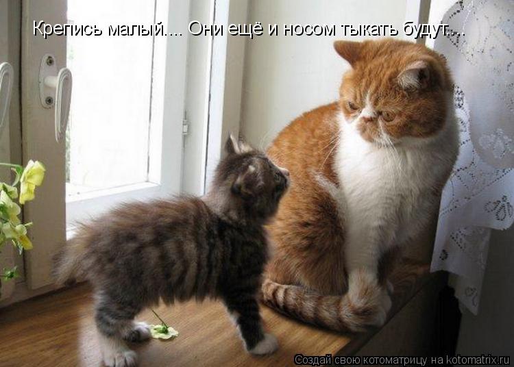 Крепись малый.... Они ещё и носом тыкать будут....... Котоматрица: Крепись малый.... Они ещё и носом тыкать будут....