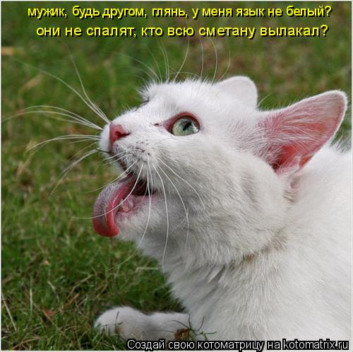 мужик, будь другом, глянь, у меня язык не белый? они не спалят, кто всю сметану вылакал?... Котоматрица: мужик, будь другом, глянь, у меня язык не белый? они не спалят, кто всю сметану вылакал?