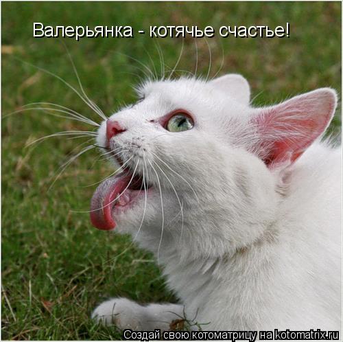 Котоматрица: Валерьянка - котячье счастье!