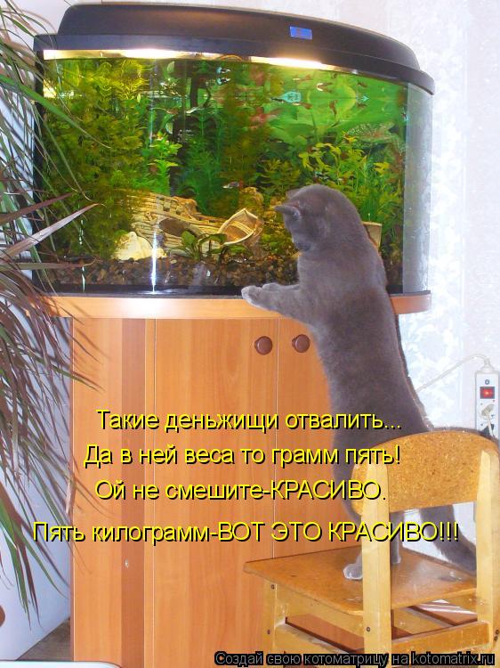Такие деньжищи отвалить... Да в ней веса то грамм пять! Ой не смешите-КРАСИВО. Пять килограмм-ВОТ ЭТО... Котоматрица: Такие деньжищи отвалить... Да в ней веса то грамм пять! Ой не смешите-КРАСИВО. Пять килограмм-ВОТ ЭТО КРАСИВО!!!