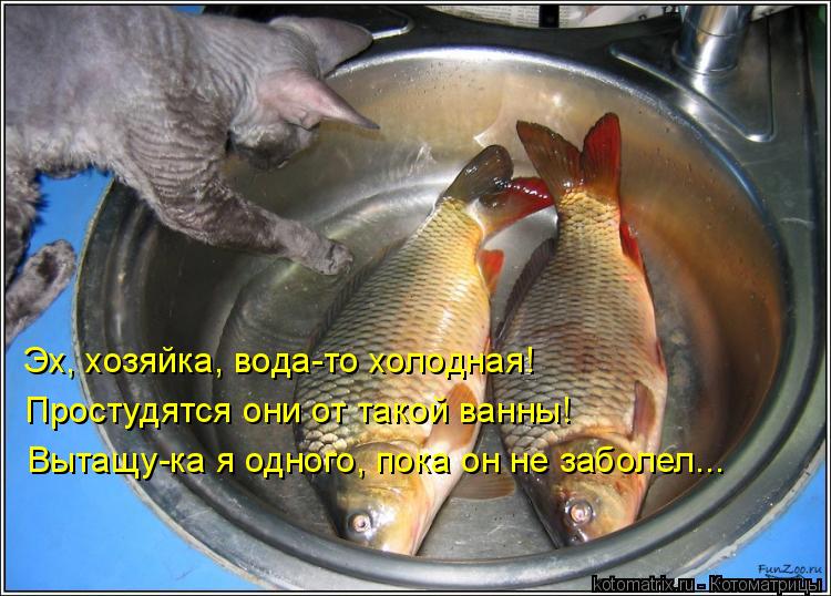 Простудятся они от такой ванны! Вытащу-ка я одного, пока он не заболел... Эх, хозяйка, вода-то холодн... Котоматрица: Простудятся они от такой ванны! Вытащу-ка я одного, пока он не заболел... Эх, хозяйка, вода-то холодная!
