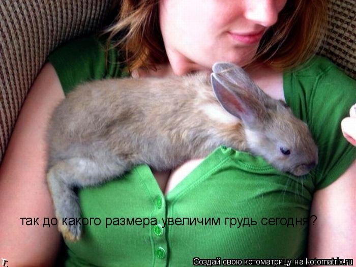 Котоматрица: так до какого размера увеличим грудь сегодня?