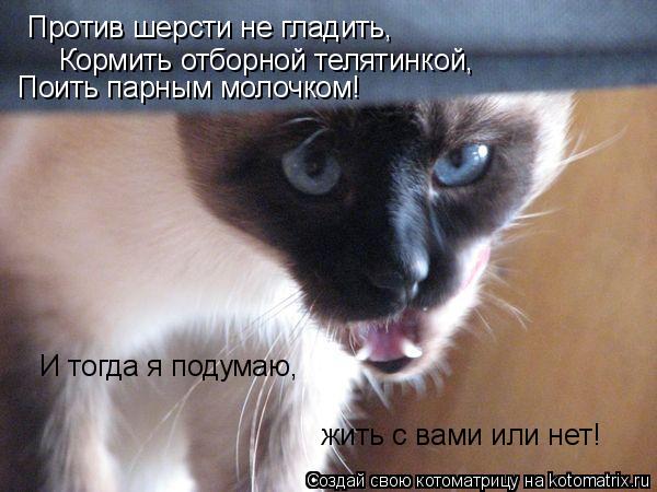 Котоматрица: Против шерсти не гладить, Кормить отборной телятинкой, Поить парным молочком! И тогда я подумаю, жить с вами или нет!