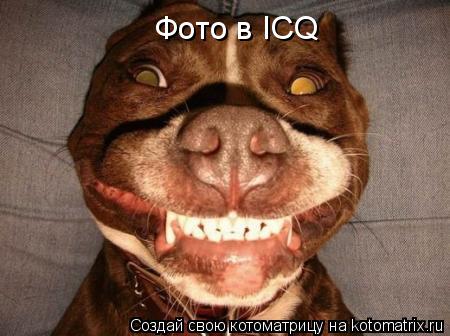 Котоматрица: Фото в ICQ