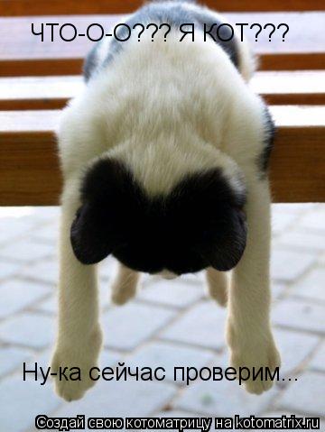 Котоматрица: ЧТО-О-О??? Я КОТ??? Ну-ка сейчас проверим...