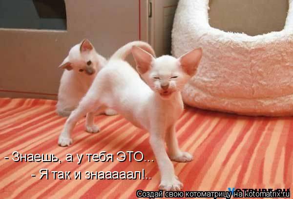 Котоматрица: - Знаешь, а у тебя ЭТО... - Я так и знааааал!..