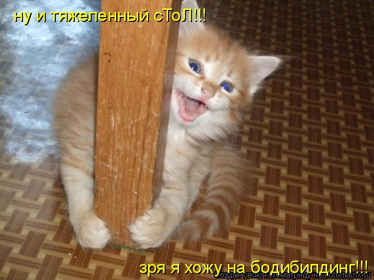 Котоматрица: ну и тяжеленный сТоЛ!!! зря я хожу на бодибилдинг!!!