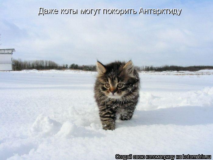 Котоматрица: Даже коты могут покорить Антарктиду