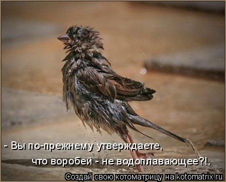 Котоматрица: - Вы по-прежнему утверждаете, что воробей - не водоплавающее?!.