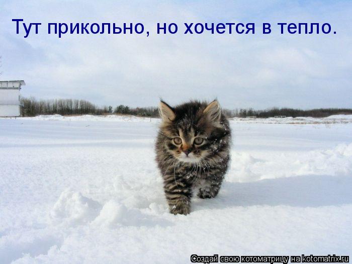 Котоматрица: Тут прикольно, но хочется в тепло.