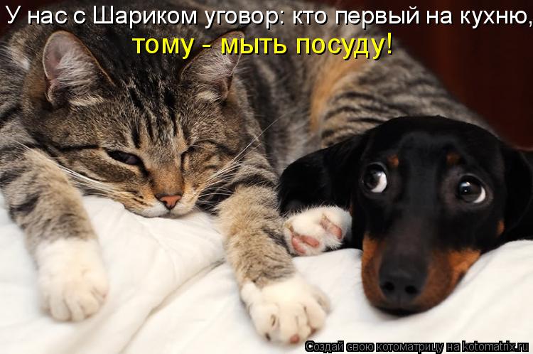 У нас с Шариком уговор: кто первый на кухню, тому - мыть посуду!... Котоматрица: У нас с Шариком уговор: кто первый на кухню, тому - мыть посуду!