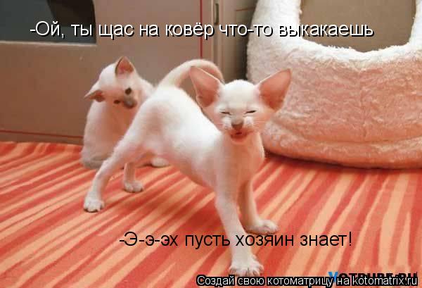 Котоматрица: -Ой, ты щас на ковёр что-то выкакаешь   -Э-э-эх пусть хозяин знает!