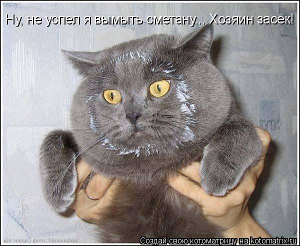 Ну, не успел я вымыть сметану... Хозяин засёк!... Котоматрица: Ну, не успел я вымыть сметану... Хозяин засёк!