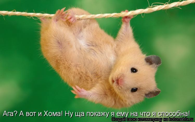 Ага? А вот и Хома! Ну ща покажу я ему на что я способна!... Котоматрица: Ага? А вот и Хома! Ну ща покажу я ему на что я способна!