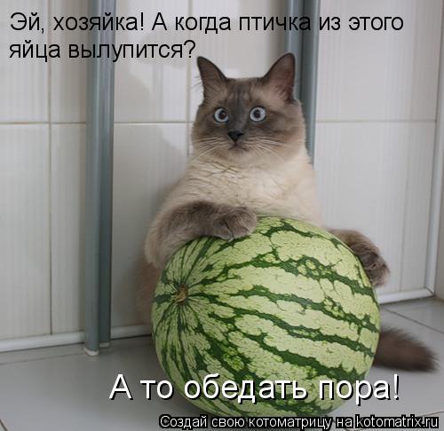 Эй, хозяйка! А когда птичка из этого яйца вылупится? А то обедать пора!... Котоматрица: Эй, хозяйка! А когда птичка из этого яйца вылупится? А то обедать пора!