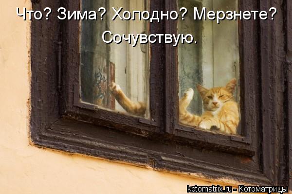 Котоматрица: Что? Зима? Холодно? Мерзнете? Сочувствую.