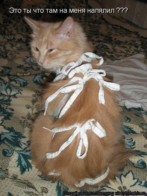 Котоматрица: Это ты что там на меня напялил ???