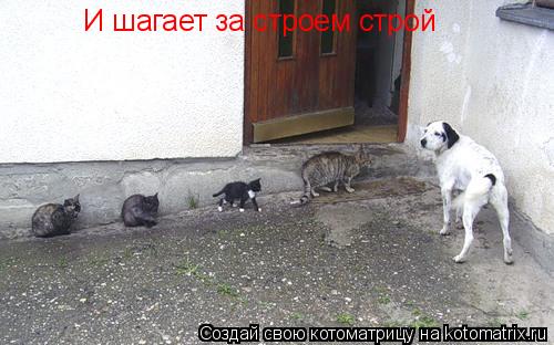Котоматрица: И шагает за строем строй