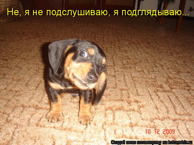 Котоматрица: Не, я не подслушиваю, я подглядываю...