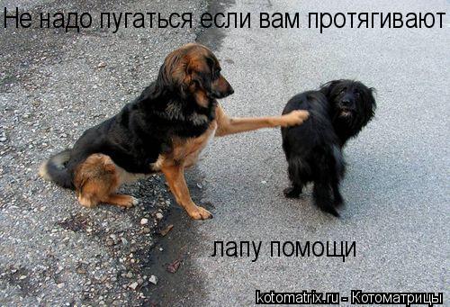 Котоматрица: Не надо пугаться если вам протягивают лапу помощи