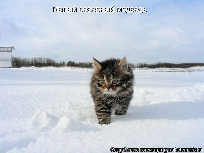 Котоматрица: Малый северный медведь