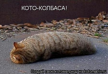 Котоматрица: КОТО-КОЛБАСА!