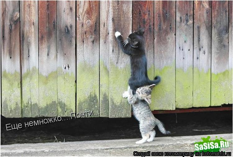 Котоматрица: Еще немножко... Почти....
