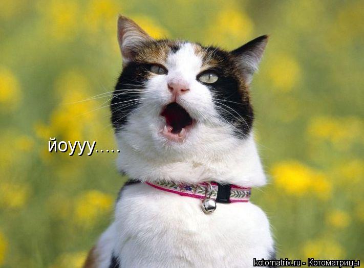 йоууу........ Котоматрица: йоууу.....