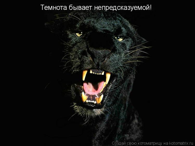 Котоматрица: Темнота бывает непредсказуемой!