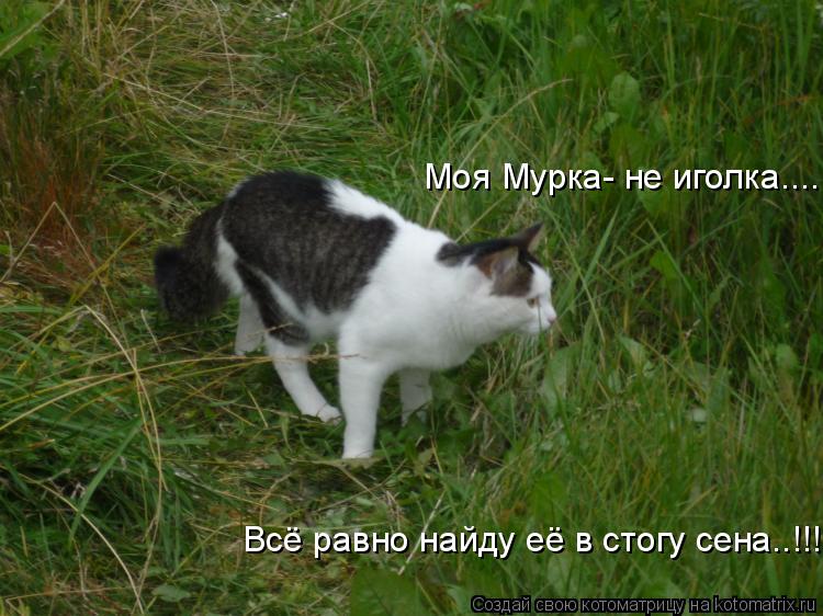Котоматрица: Моя Мурка- не иголка.... Всё равно найду её в стогу сена..!!!