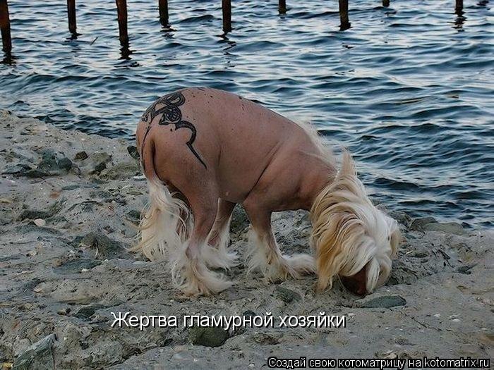 Котоматрица: Жертва гламурной хозяйки